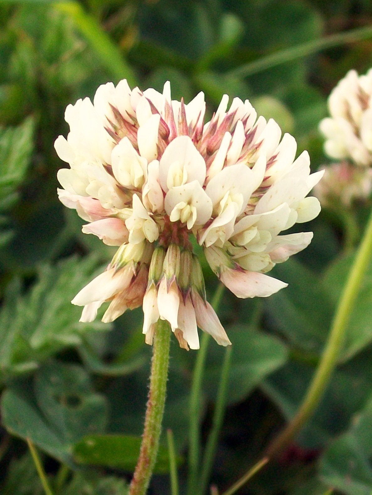 Weiß Trifolium Repens Blumensamen zur Aussaat – saisonal Dauerblüher – Traditionssorte & ohne Gentechnik Samen Hausgarten