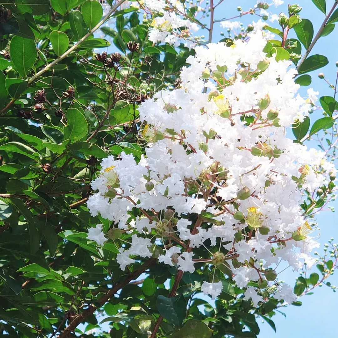 Weiß Crape Myrtle Baum Samen Blumensamen zur Aussaat kompakt Wuchs Traditionssorte & ohne Gentechnik Samen Hausgarten