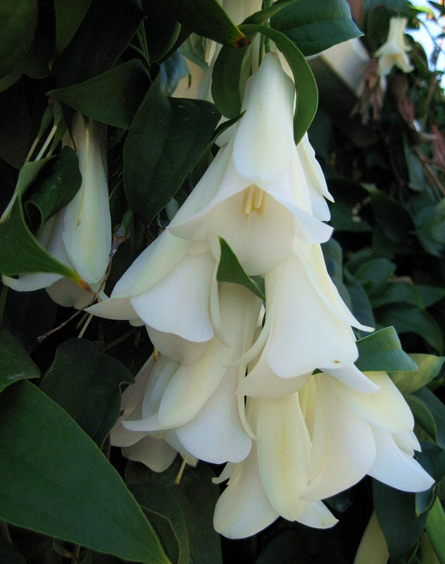 Weiß Lapageria Blumensamen zur Aussaat – farbenfroh Schau – Traditionssorte & ohne Gentechnik Samen Hausgarten