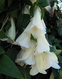 Weiß Lapageria Blumensamen zur Aussaat – farbenfroh Schau – Traditionssorte & ohne Gentechnik Samen Hausgarten