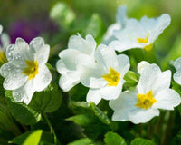 Weiß primrose blume samen - essential anpflanzung supplies