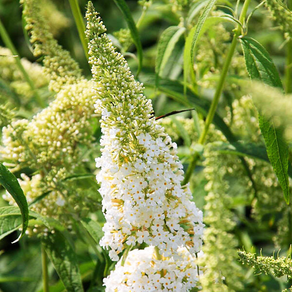 Weiß Schmetterling Strauch Blumensamen zur Aussaat – Halbschatten verträglich – Traditionssorte & ohne Gentechnik Samen Hausgarten