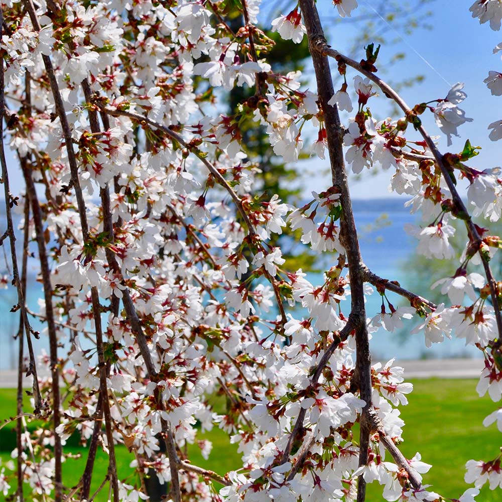 Weiß Weeping Baum Samen zur Aussaat Samen elegant