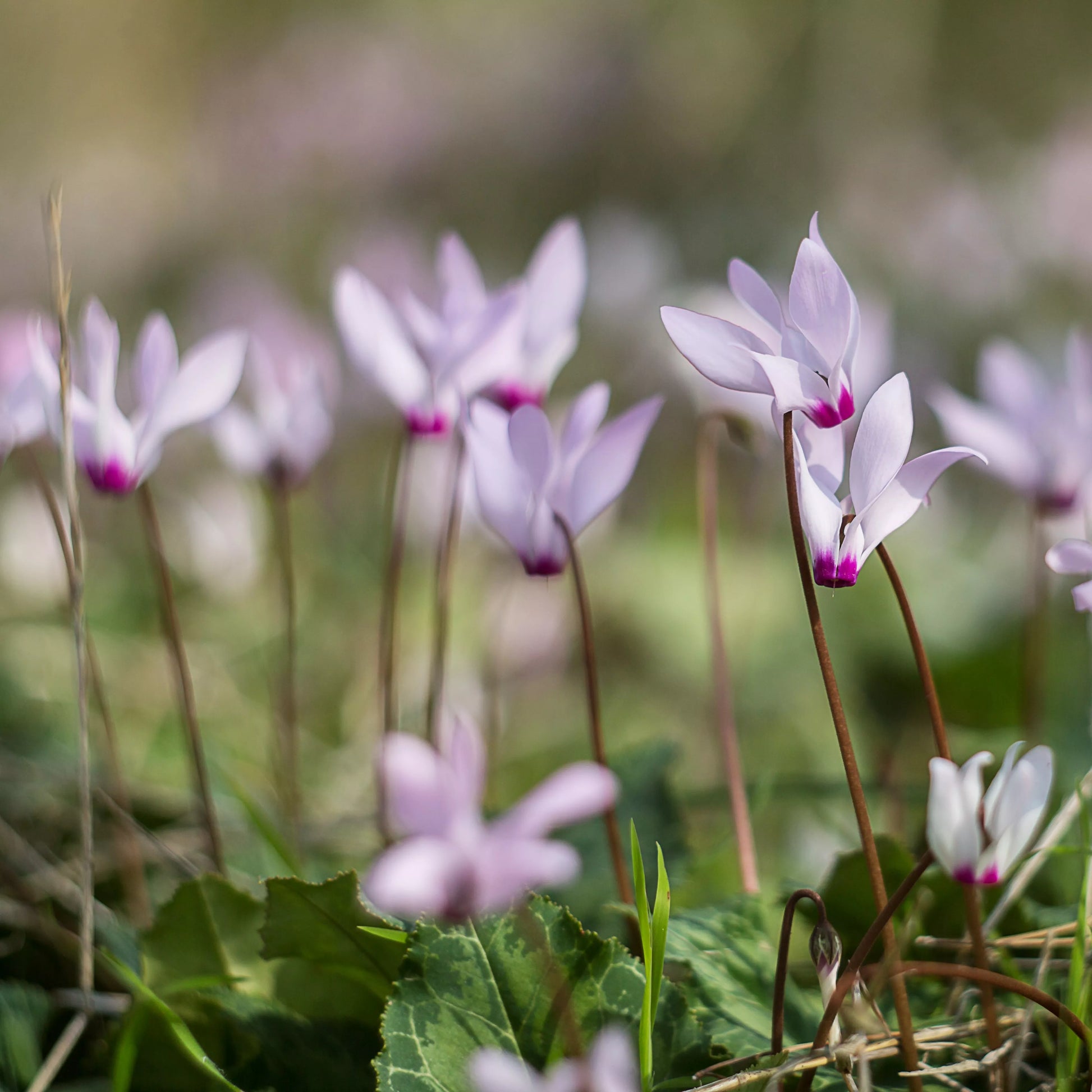 Lavendel Alpenveilchen Blumensamen zur Aussaat – duftend Blüten – Traditionssorte & ohne Gentechnik Samen Hausgarten