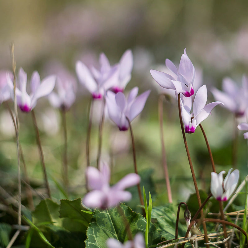 Lavendel Alpenveilchen Blumensamen zur Aussaat – duftend Blüten – Traditionssorte & ohne Gentechnik Samen Hausgarten