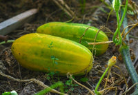 Thick Gelb Cucumber Samen zum Pflanzen