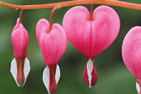 Rot Bleeding Heart Samen zur Aussaat mehrjährige Blumensamen Frühling & Fall