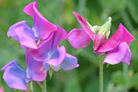 Violett Lathyrus Odoratus Blumensamen zur Aussaat – Halbschatten verträglich – Traditionssorte & ohne Gentechnik Samen Hausgarten