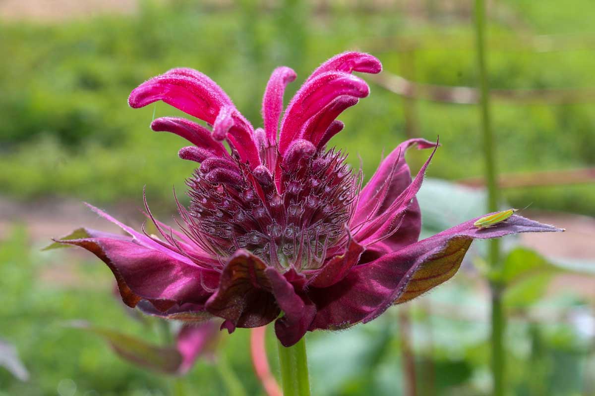 Rot Monarda Didyma Blumensamen zur Aussaat hochwertige Qualitäts- Traditionssorte & ohne Gentechnik Samen Hausgarten