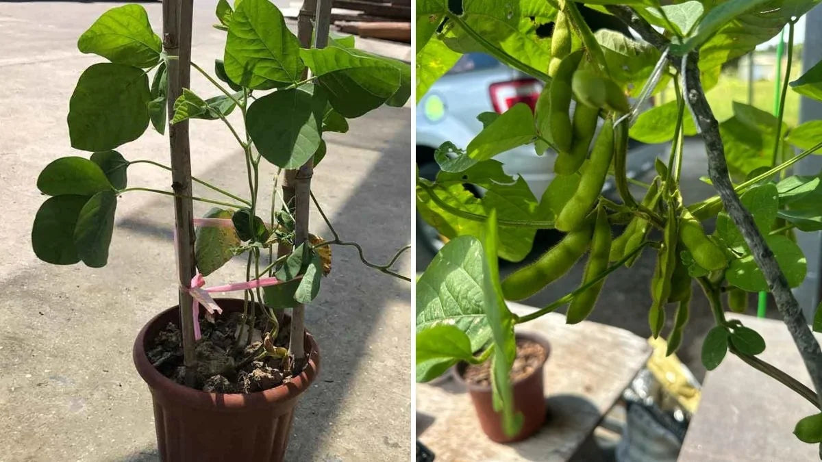 Edamame Gemüsesamen - Easy Planting for Home Gardens