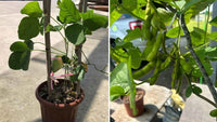 Edamame Gemüsesamen - Easy Planting for Home Gardens