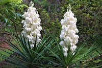 Weiß Yucca Baum Aussaat Samen ideal Gärten