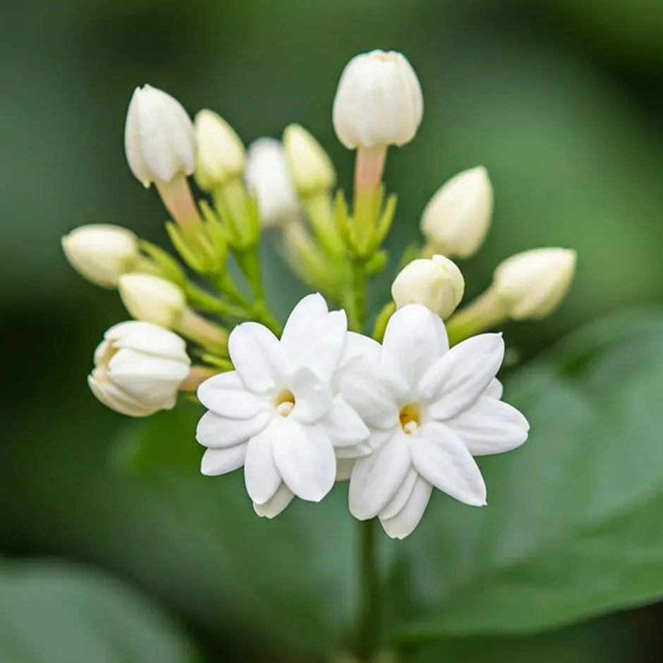 Jasminum Blumensamen zur Aussaat Schnitt Blume beliebt Traditionssorte & ohne Gentechnik Samen Hausgarten