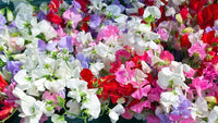 Traditionssorte Wicke Blumensamen zur Aussaat Schnitt Blume beliebt Traditionssorte & ohne Gentechnik Samen Hausgarten