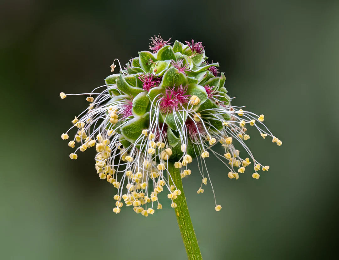 Sanguisorba Blumensamen zur Aussaat robust Sorte Traditionssorte & ohne Gentechnik Samen Hausgarten