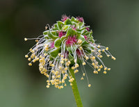 Sanguisorba Blumensamen zur Aussaat robust Sorte Traditionssorte & ohne Gentechnik Samen Hausgarten