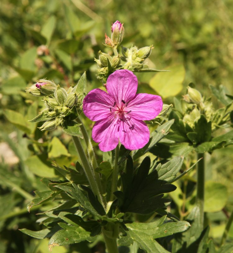 Geranium (geranium viscosissimum) samen for anpflanzung in home garten