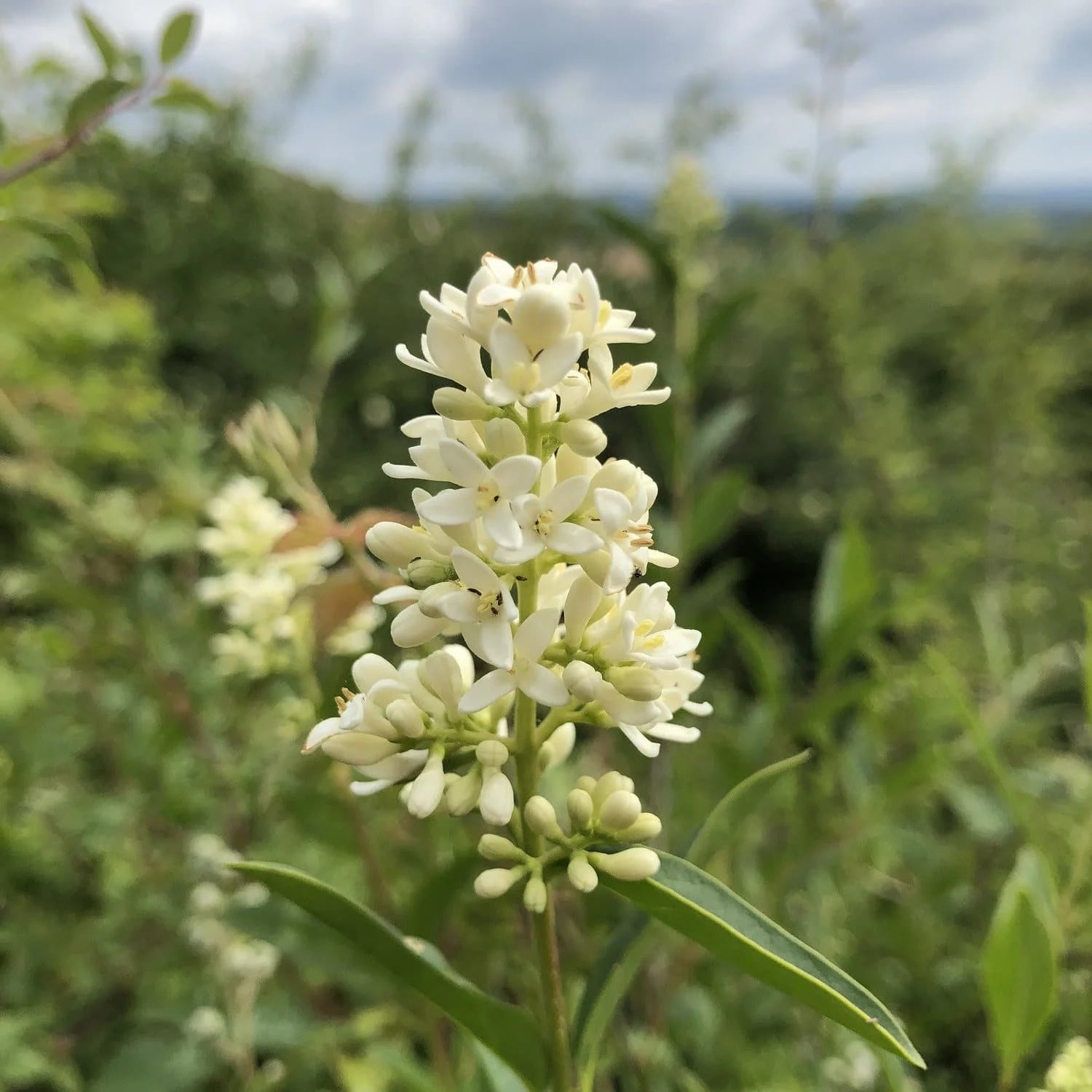 Ligustrum Blumensamen zur Aussaat – Anzucht – Traditionssorte & ohne Gentechnik Samen Hausgarten
