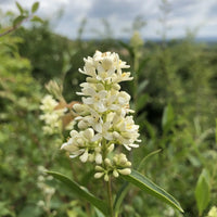 Ligustrum Blumensamen zur Aussaat – Anzucht – Traditionssorte & ohne Gentechnik Samen Hausgarten