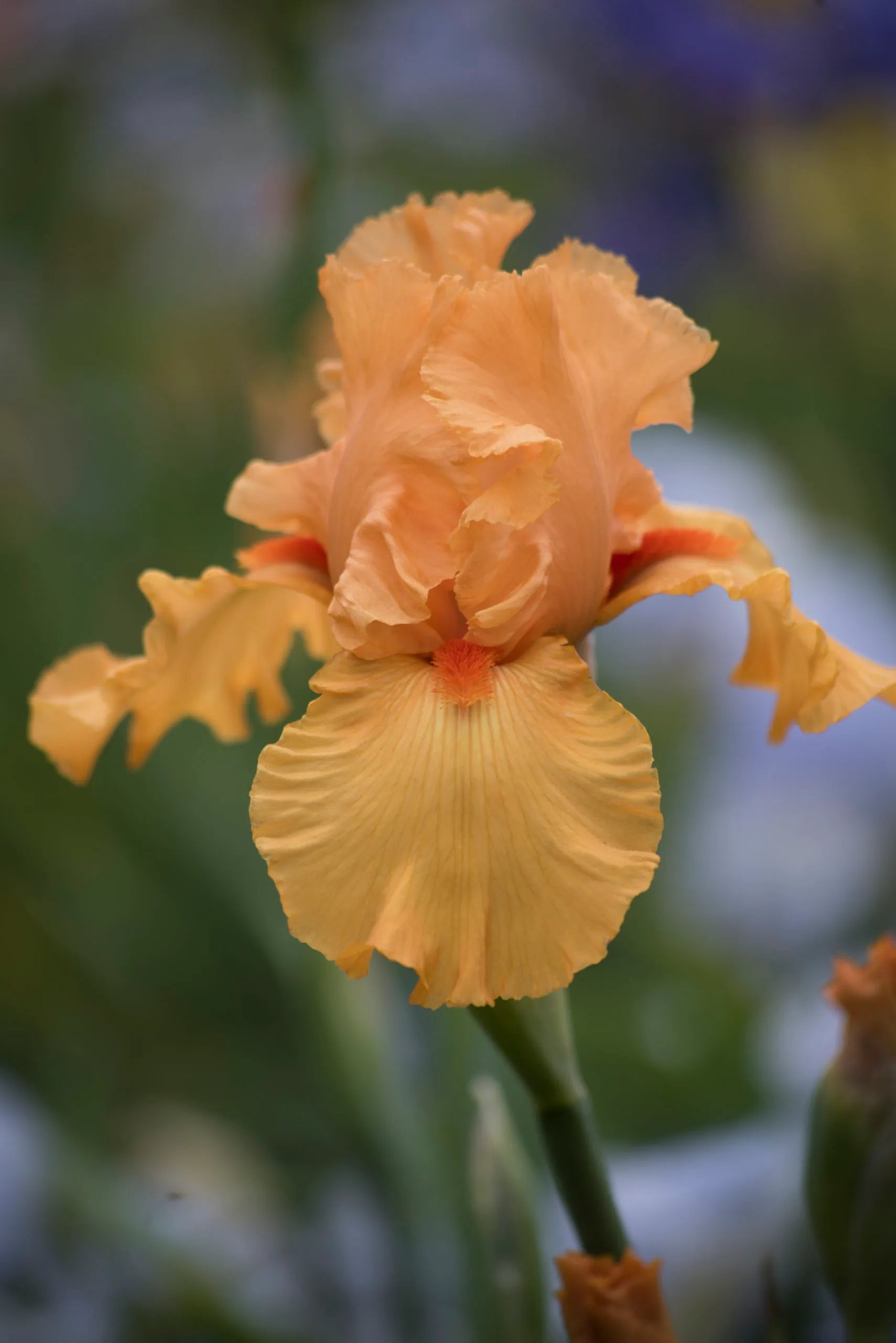 Bearded Blumensamen zur Aussaat – leuchtend – Traditionssorte & ohne Gentechnik Samen Hausgarten