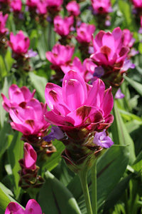 Curcuma Blumensamen zur Aussaat – ideal Rabatten – Traditionssorte & ohne Gentechnik Samen Hausgarten