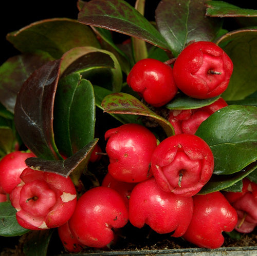 Rote Gaultheria procumbens Samen für einfaches Anpflanzen