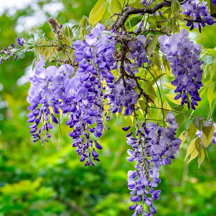 Wisteria blume samen for anpflanzung - drought tolerant, heirloom & gmo free samen for home garten
 
 sale for anpflanzung in home garten