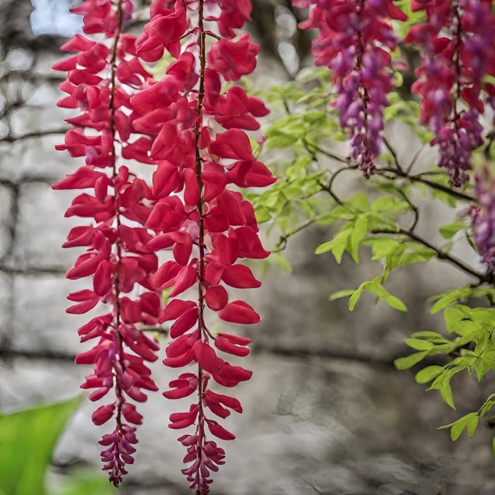 Non gmo rot wisteria samen for gardening