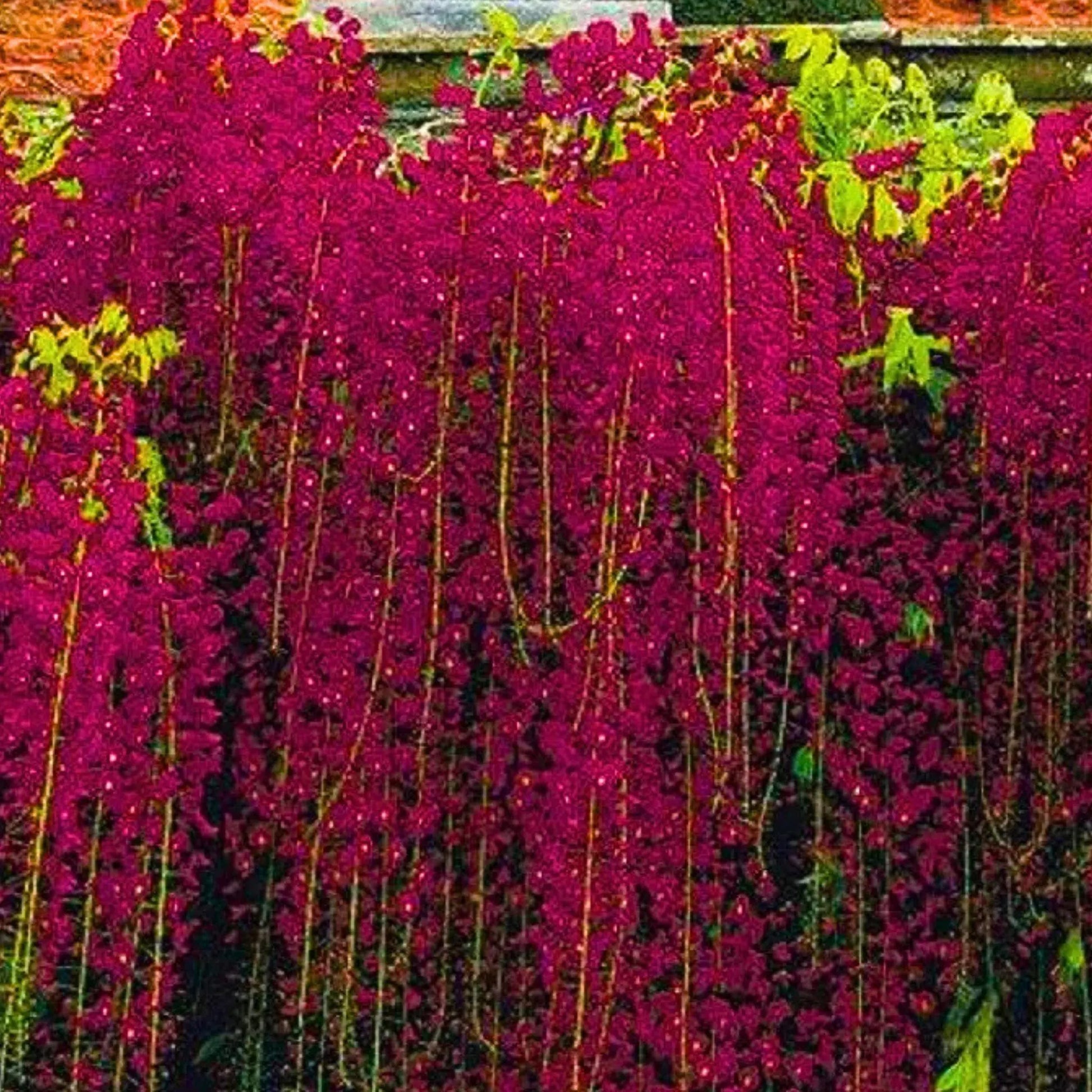 Rot blooming wisteria samen for landscape anpflanzung