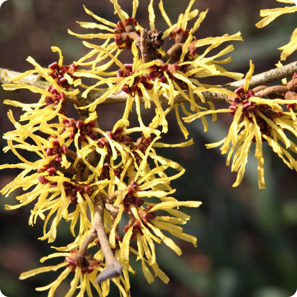 Zaubernuss Hamamelis Blumensamen zur Aussaat – Anzucht – Traditionssorte & ohne Gentechnik Samen Hausgarten