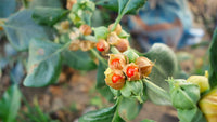 Orange Somnifera Blumensamen zur Aussaat – leuchtend Blüten – Traditionssorte & ohne Gentechnik Samen Hausgarten