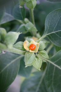 Grün Withania Somnifera Blumensamen zur Aussaat – Anzucht – Traditionssorte & ohne Gentechnik Samen Hausgarten
