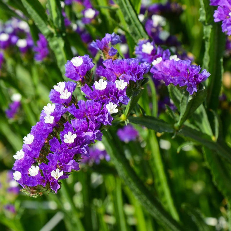Statice Blumensamen zur Aussaat hochwertige Qualitäts- Traditionssorte & ohne Gentechnik Samen Hausgarten