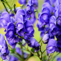 Wolfsbane Blumensamen zur Aussaat – farbenfroh Schau – Traditionssorte & ohne Gentechnik Samen Hausgarten