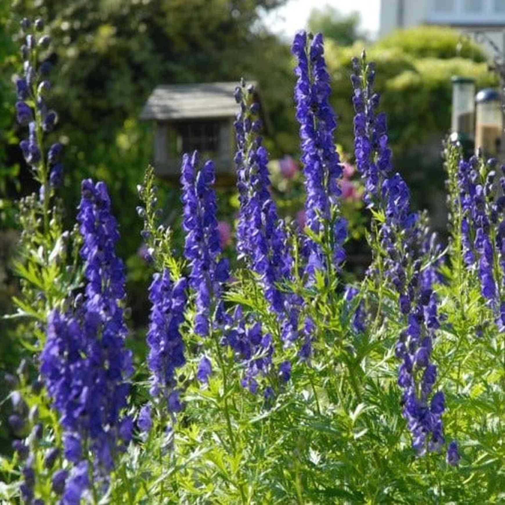 Monkshood Blumensamen zur Aussaat – Halbschatten verträglich – Traditionssorte & ohne Gentechnik Samen Hausgarten