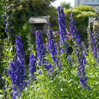 Monkshood Blumensamen zur Aussaat – Halbschatten verträglich – Traditionssorte & ohne Gentechnik Samen Hausgarten
