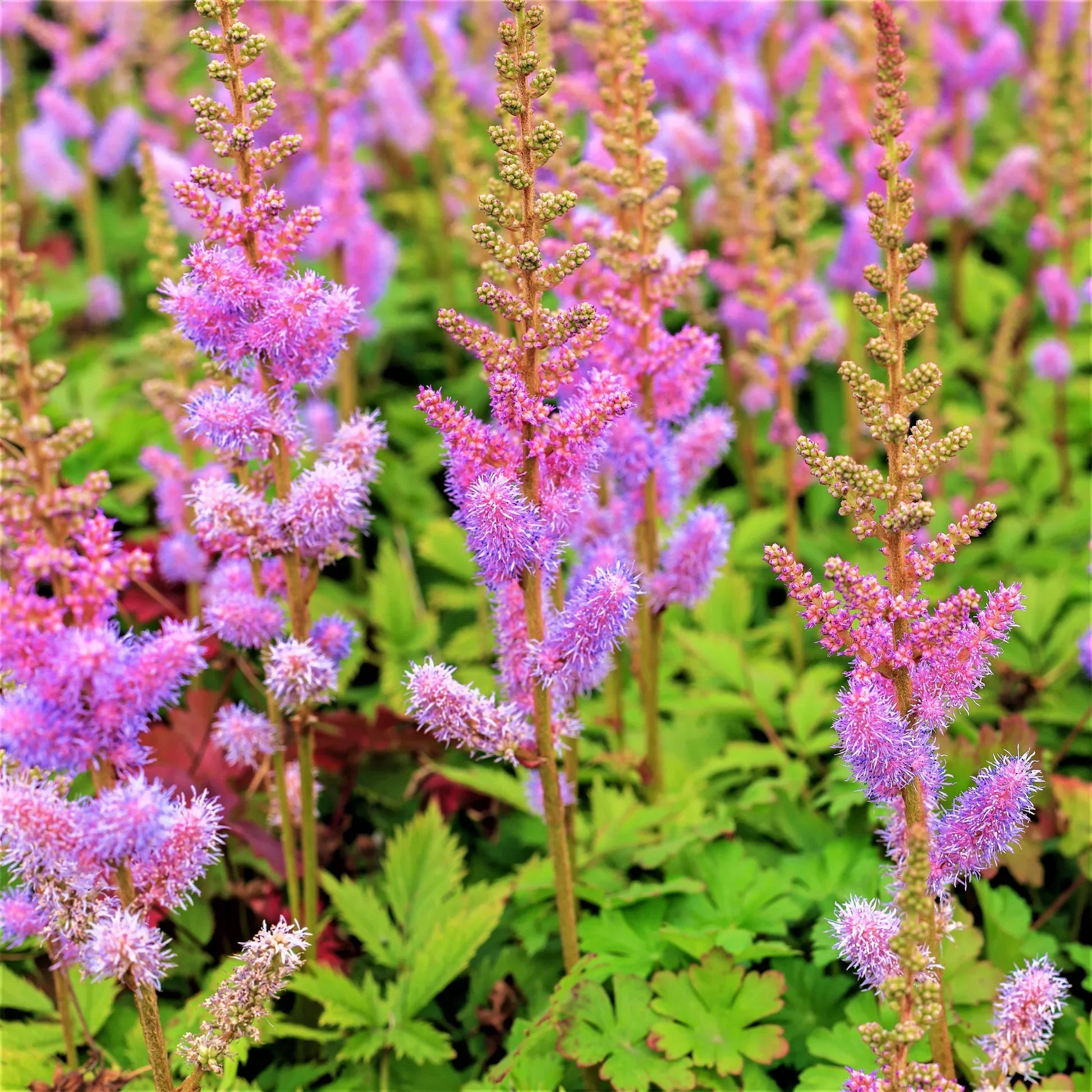 Woodland astilbe lila anpflanzung