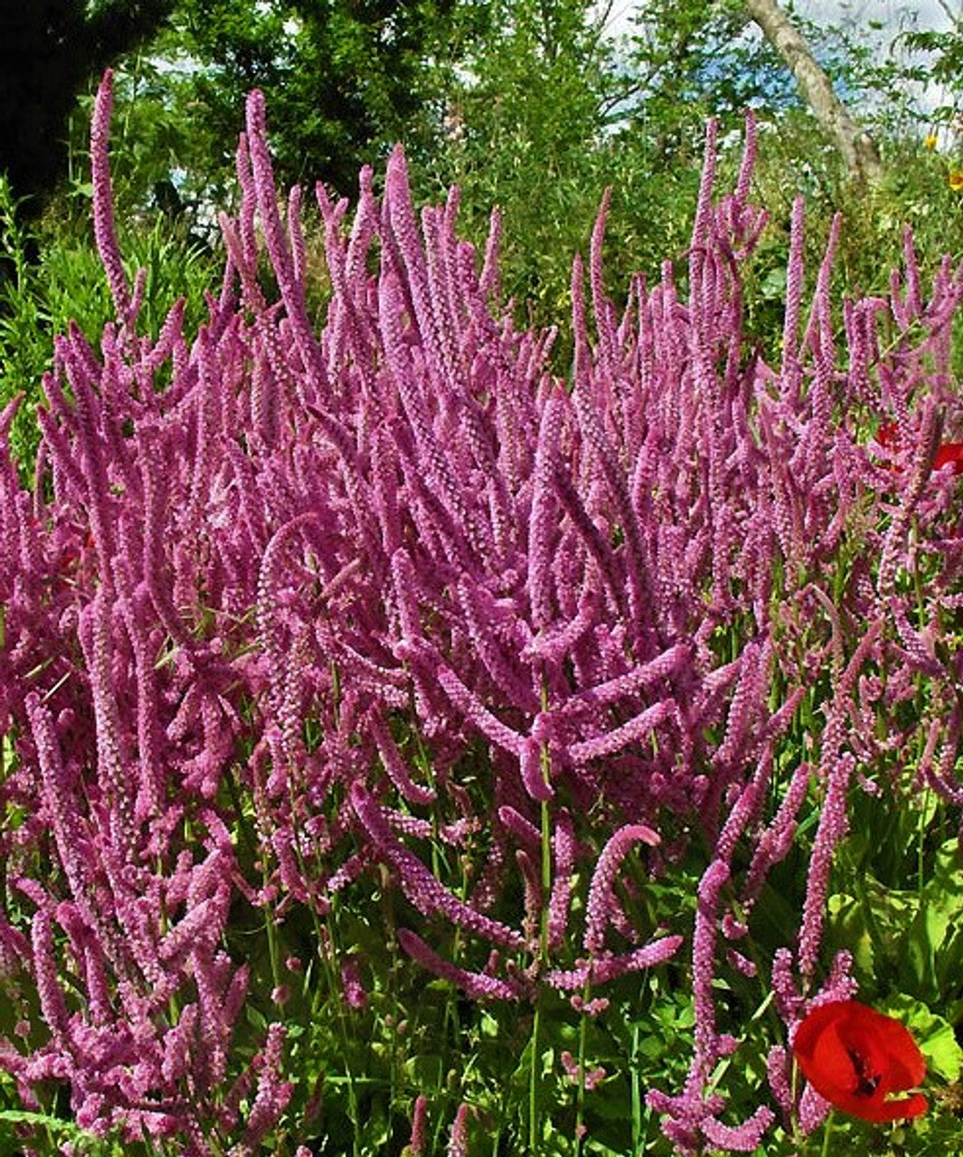 Limonium (limonium suworowii) samen for anpflanzung in home garten