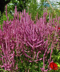 Limonium (limonium suworowii) samen for anpflanzung in home garten