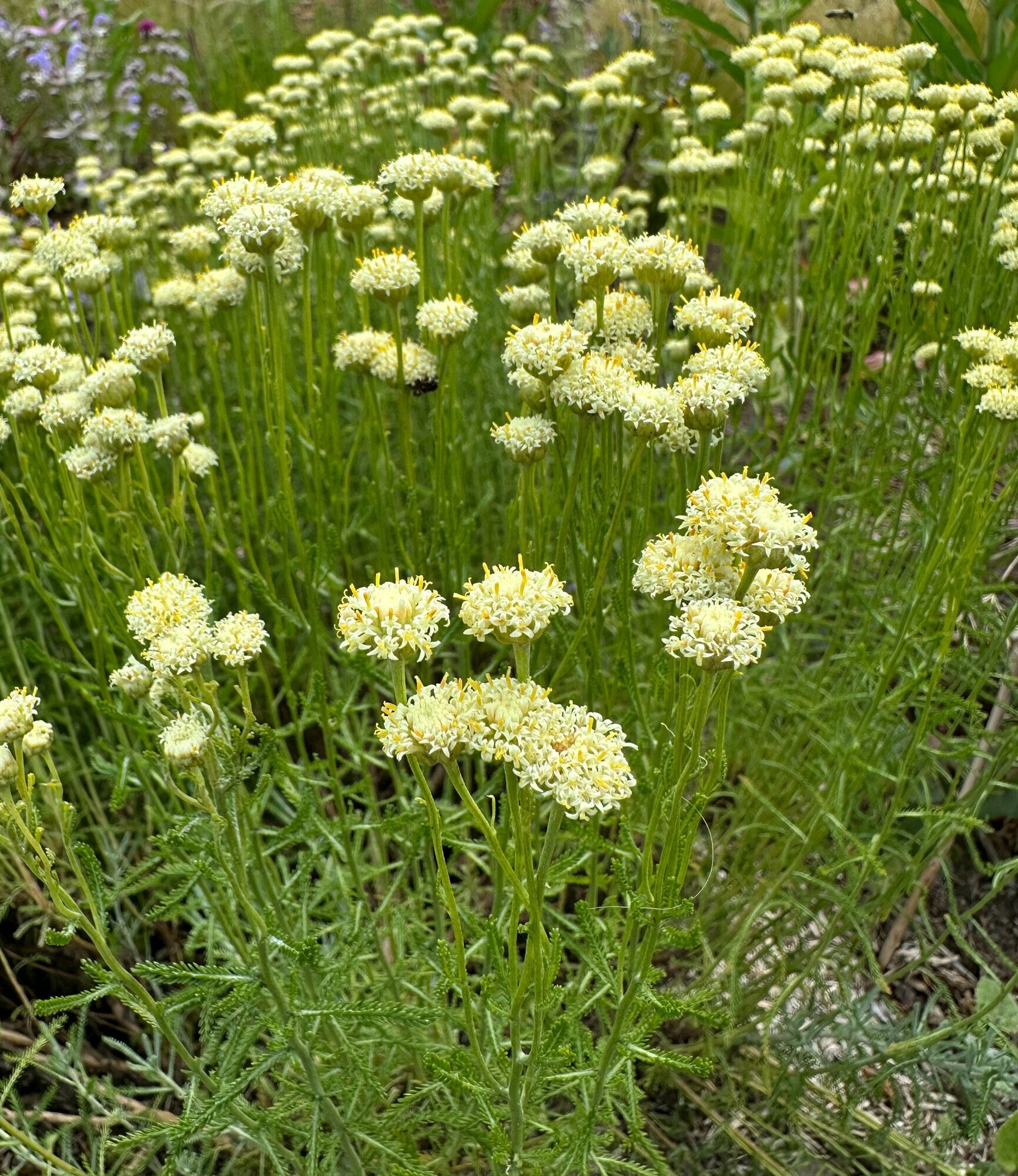 Santolina Etrusca Blumensamen zur Aussaat lang Blüte Saison Traditionssorte & ohne Gentechnik Samen Hausgarten