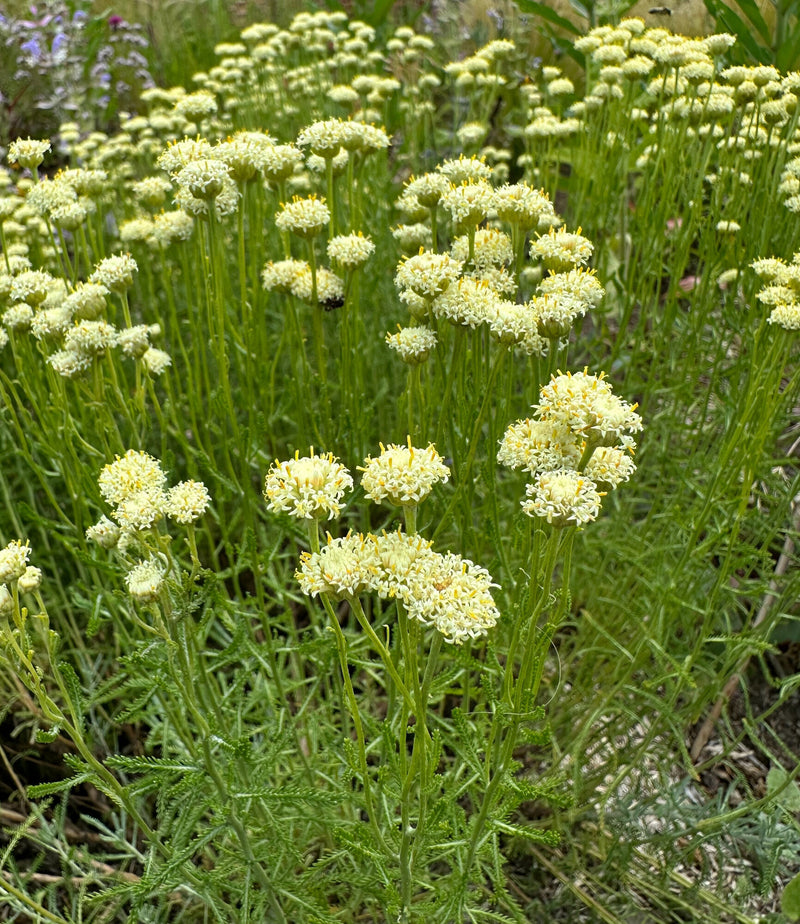 Santolina Etrusca Blumensamen zur Aussaat lang Blüte Saison Traditionssorte & ohne Gentechnik Samen Hausgarten