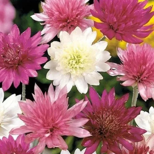 Xeranthemum Annuum Blumensamen zur Aussaat – Wildblume Mischung – Traditionssorte & ohne Gentechnik Samen Hausgarten