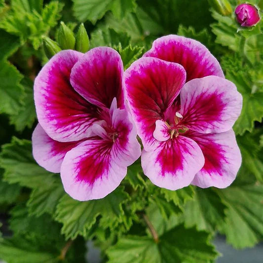 Geranie Pelargonium Blumensamen zur Aussaat pflegeleicht Traditionssorte & ohne Gentechnik Samen Hausgarten