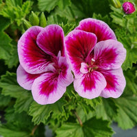 Geranie Pelargonium Blumensamen zur Aussaat pflegeleicht Traditionssorte & ohne Gentechnik Samen Hausgarten