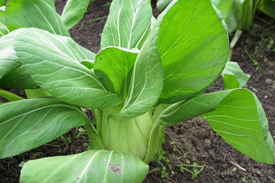 Grün Pak Choi Gemüsesamen zur Aussaat leuchtend Blüten Traditionssorte & ohne Gentechnik Samen Hausgarten