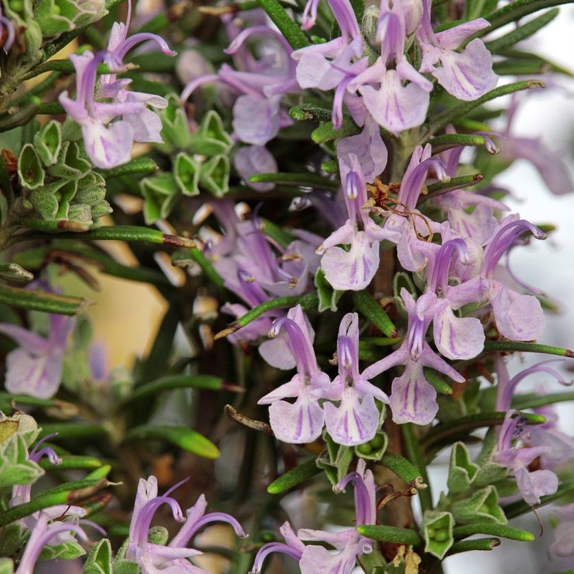 Rosa Rosemary Blumensamen zur Aussaat – lang Blüte Saison – Traditionssorte & ohne Gentechnik Samen Hausgarten