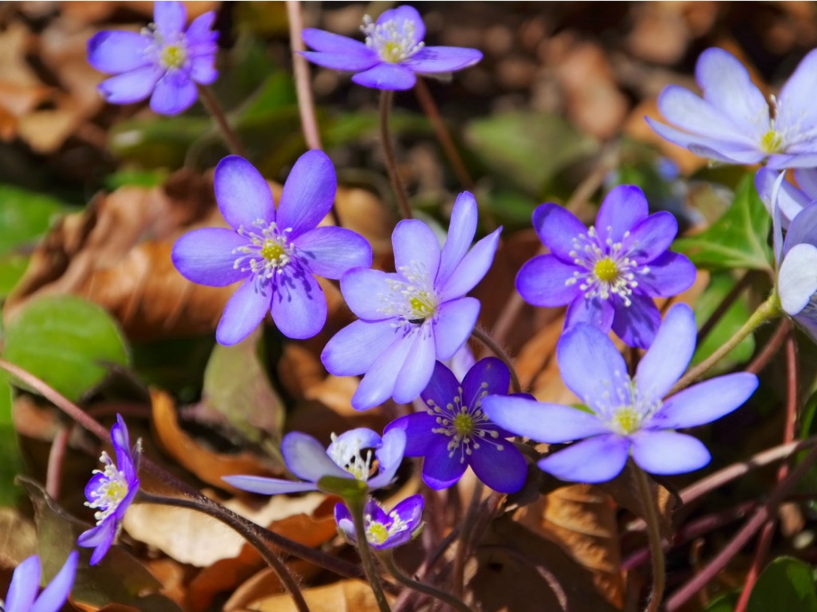 Hepatica Nobilis Blumensamen zur Aussaat – Schnitt Blume beliebt – Traditionssorte & ohne Gentechnik Samen Hausgarten