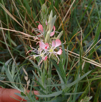 Oenothera Suffrutescens Blumensamen zur Aussaat – Schnitt Blume beliebt – Traditionssorte & ohne Gentechnik Samen Hausgarten