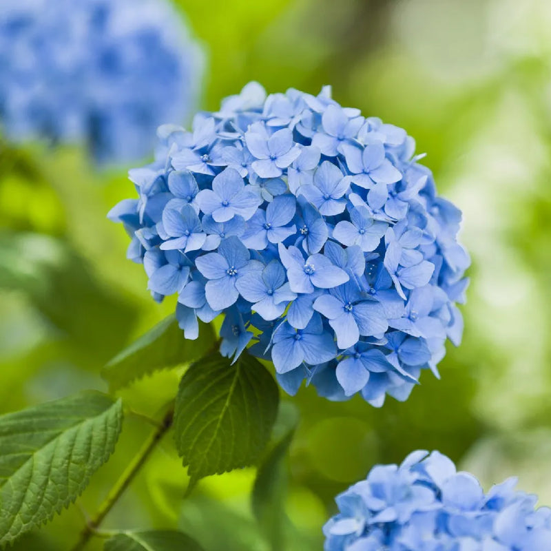 Semi di geranio blu mare Pelargonium da seminare, facili da curare, varietà tradizionale e senza OGM, per il giardino domestico