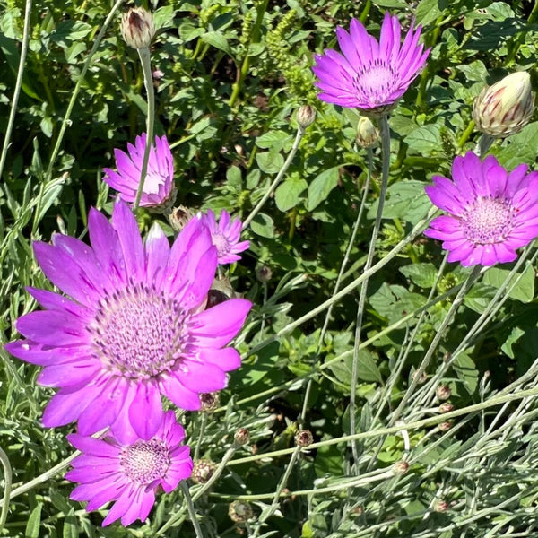 Lavendel Xeranthemum Blumensamen zur Aussaat – lang Blüte Saison – Traditionssorte & ohne Gentechnik Samen Hausgarten